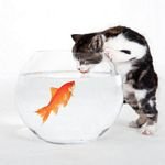 pic for Kitten vs Fish 